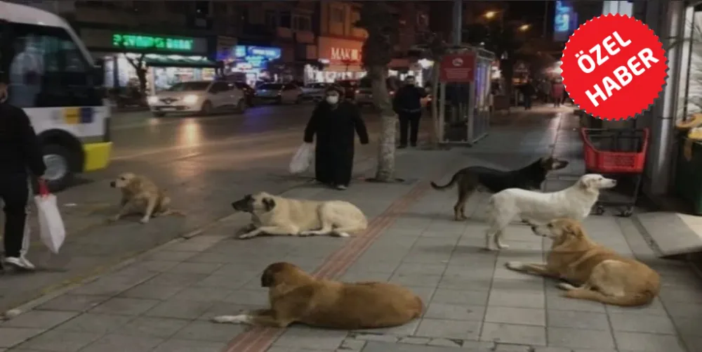 Sokakta Hayvan Popülasyonu Arttı Ama Kim Haklı Hayvanlar Mı ? İnsanlar Mı ?